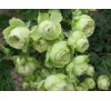 Роза Лавли Грин (Lovely Green)